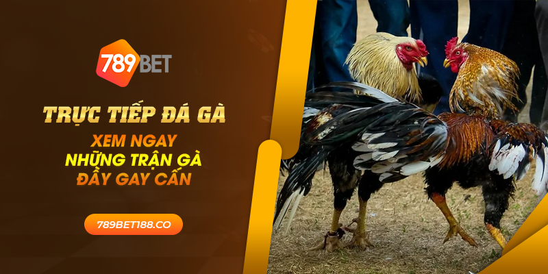 40 truc tiep da ga xem ngay nhung tran ga day gay can