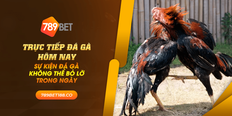 41 truc tiep da ga hom nay su kien da ga khong the bo lo trong ngay