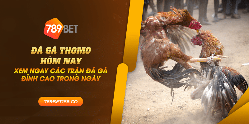 43 da ga thomo hom nay xem ngay cac tran da ga dinh cao trong ngay