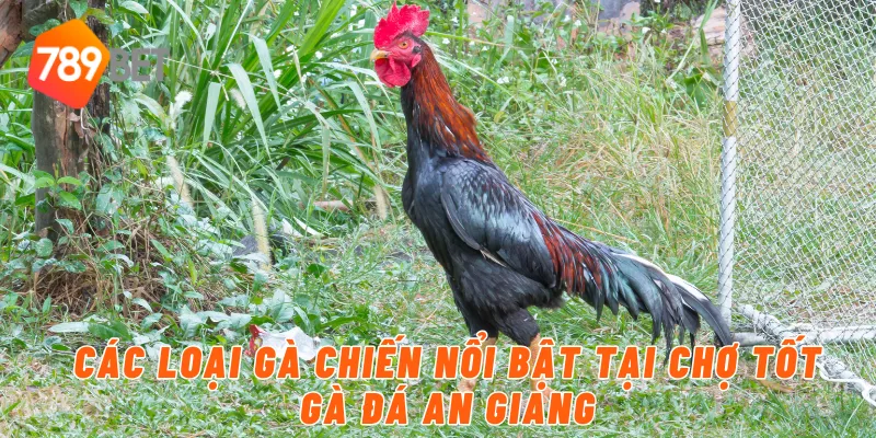 Khám Phá Chợ Tốt Gà Đá An Giang - Các Chiến Kê Vô Cùng Hot 5 Các Loại Gà Chiến Nổi Bật Tại Chợ Tốt Gà Đá An Giang