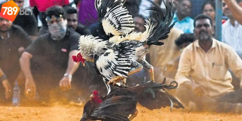 Luật chơi cược đá gà tre cơ bản