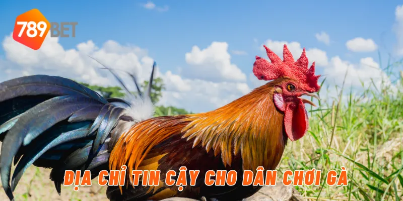Khám Phá Chợ Tốt Gà Đá An Giang - Các Chiến Kê Vô Cùng Hot 7 Địa Chỉ Tin Cậy Cho Dân Chơi Gà