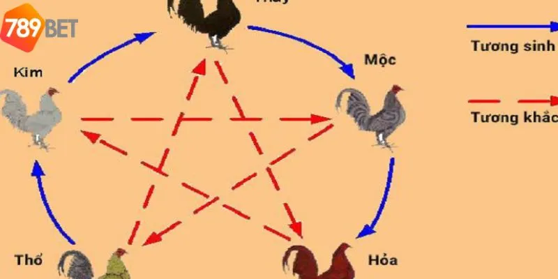 Cùng tìm hiểu màu mạng gà đá và ý nghĩa của từng màu mạng 5 Cách xác định màu mạng gà đá chính xác