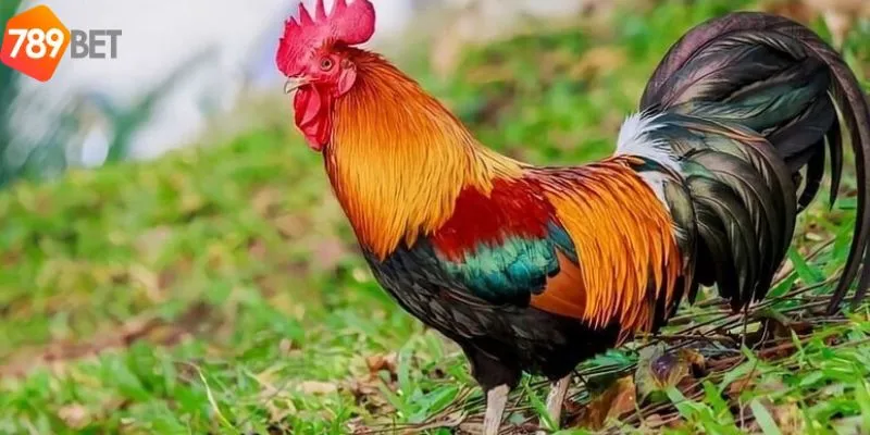 Cùng tìm hiểu màu mạng gà đá và ý nghĩa của từng màu mạng 7 Vai trò của màu mạng gà đá trong chiến lược đá gà