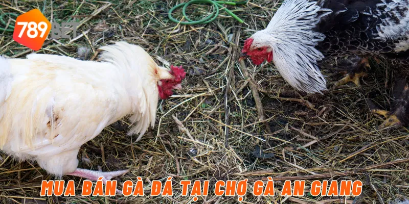 Khám Phá Chợ Tốt Gà Đá An Giang - Các Chiến Kê Vô Cùng Hot 6 Mua Bán Gà Đá Tại Chợ Gà An Giang