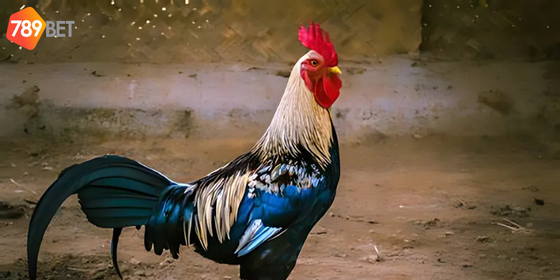Nghiên cứu giống gà để có chiến thuật hiệu quả