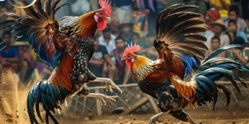 Ưu điểm của việc đá gà C1 trực tiếp