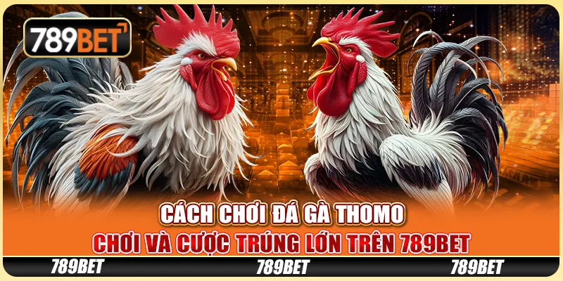 Cách Chơi Đá Gà Thomo - Chơi Và Cược Trúng Lớn Trên 789bet 4 Cách Chơi Đá Gà Thomo - Chơi Và Cược Trúng Lớn Trên 789bet