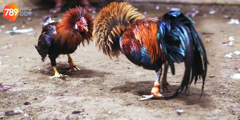 Cách phân tích chiến kê hiệu quả
