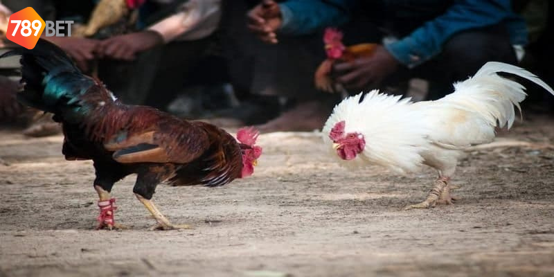 Khám phá đá gà trực tiếp bình luận cùng nhà cái