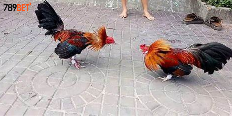 Chiến lược cược và những yếu tố ảnh hưởng