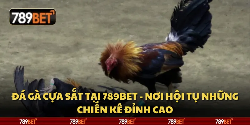 Đá gà cựa sắt tại 789Bet - Nơi hội tụ những chiến kê đỉnh cao