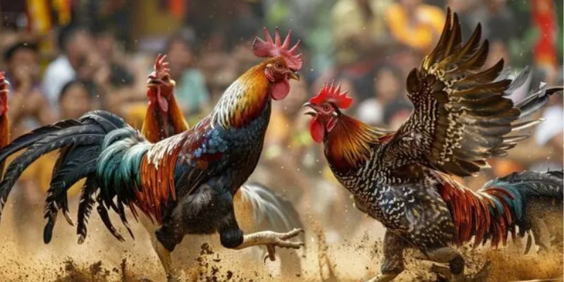 Bí quyết nuôi và huấn luyện gà cựa sắt đạt hiệu suất cao