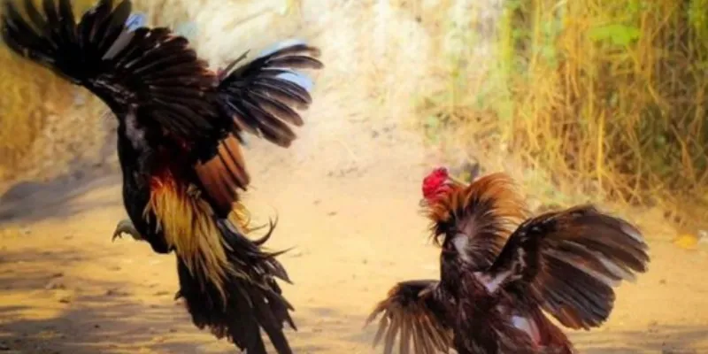 Tìm hiểu thông tin cơ bản về trường gà Thomo